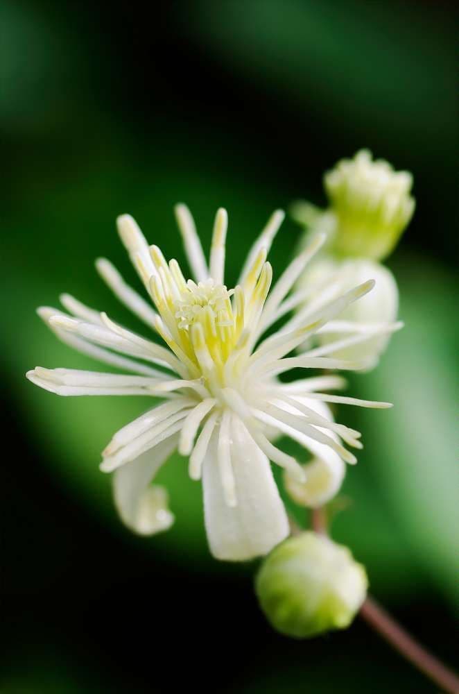  Fleurs de Bach Perte de Poids en Pharmacie