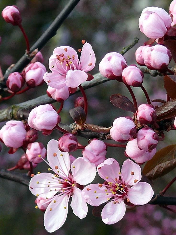  Fleurs de Bach Perte de Poids en Pharmacie
